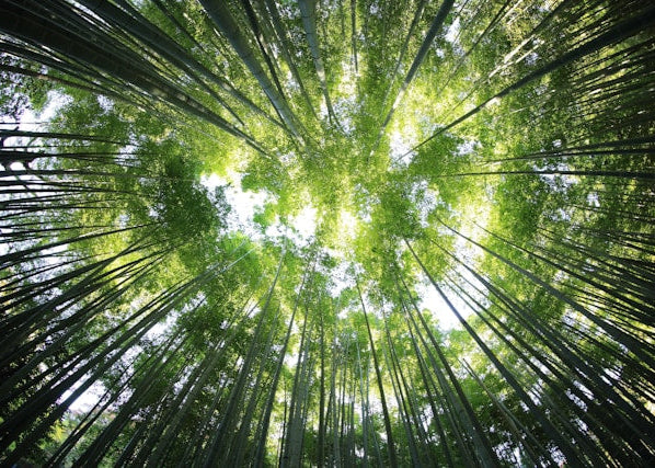 Sustainably Sourced